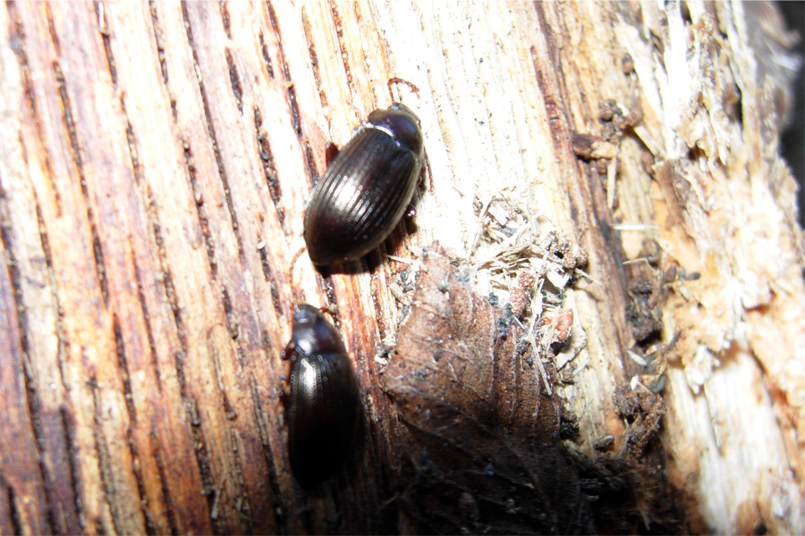 Sotto la corteccia del pino silvestre